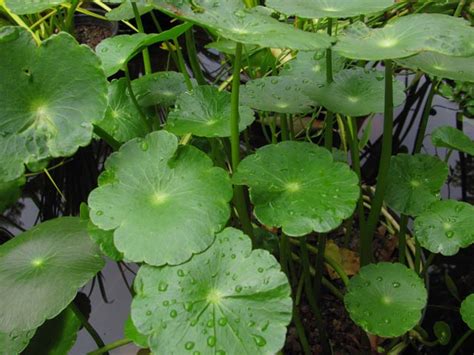 Marginal Pond Plants -- Wiltrout Nursery Chippewa Falls, WI