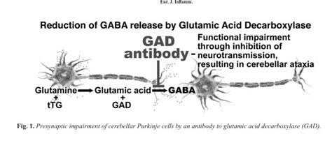 reduction of GABA