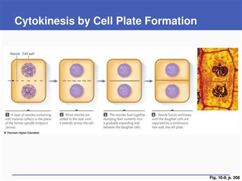 PPT - Cell Division and Mitosis PowerPoint Presentation, free download ...