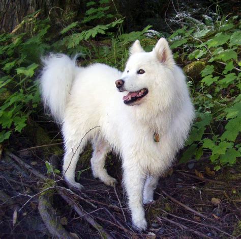 Samoyed Dog - All Big Dog Breeds