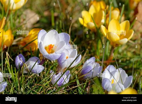 crocus yellow - yellow crocus 06 Stock Photo - Alamy