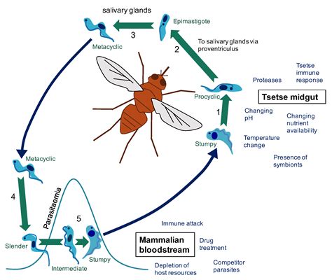 Pathogens | Free Full-Text | The Cytological Events and Molecular ...