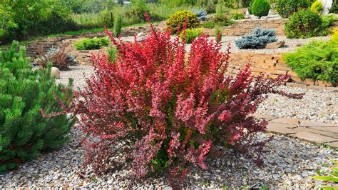 How To Grow And Care For Barberry Shrubs