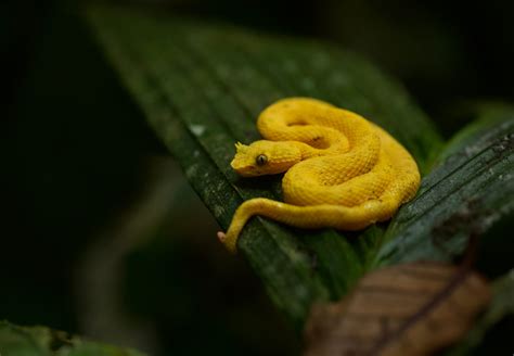 Snake Profile: Eyelash Viper (7 Must See Pictures)