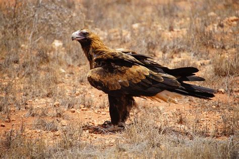 Wedge Tailed Eagle | The Land Down Under