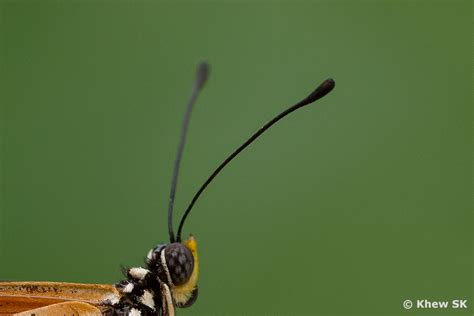 Butterflies of Singapore: The Butterfly Antennae