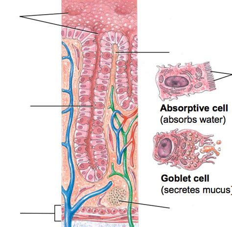 intestinal glands Diagram | Quizlet