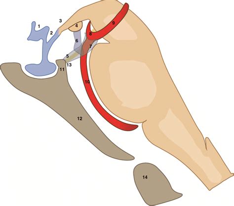 Schematic drawing of the dorsum sellae, floor of third ventricle, brain ...