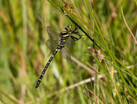 Golden Ringed Dragonfly wildlife photography