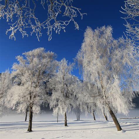 Snow Globes from Austria