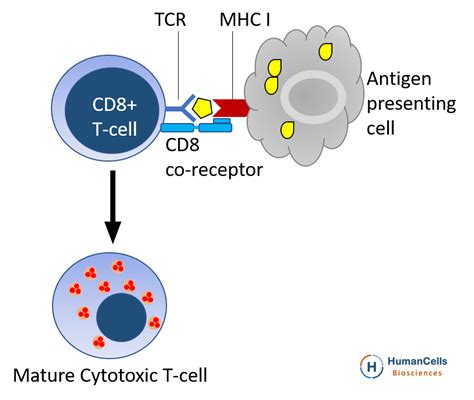 Buy Human Cord Blood CD8+ Cytotoxic T Cells | HumanCellsBio.com ...