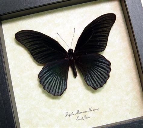 Black Butterflies Insects - Shop Colors - Museum Quality Insect Displays...