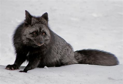 10 Incredible Melanistic (All Black) Animals «TwistedSifter