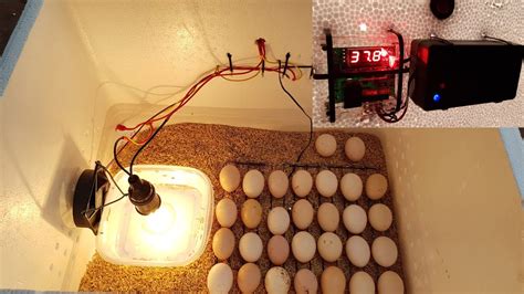 Ark egg incubator gestation monitoring - Qasislam