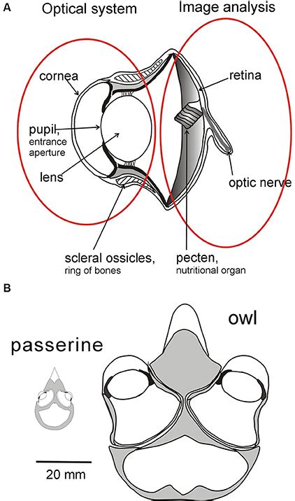 Owl Eye Anatomy - Anatomy Book