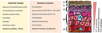 Frontiers | Addressing Differentiation in Live Human Keratinocytes by ...