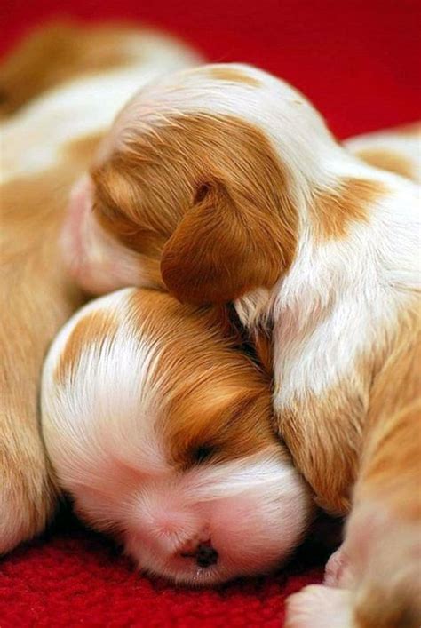 40 Adorable Pictures of Baby Animals just Born