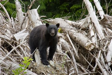 Explainer: What Is Biodiversity Loss? | Earth.Org