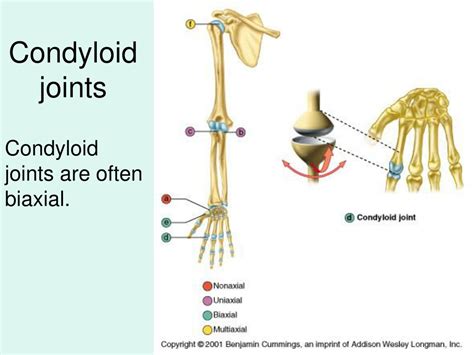 PPT - Articulations PowerPoint Presentation, free download - ID:172647