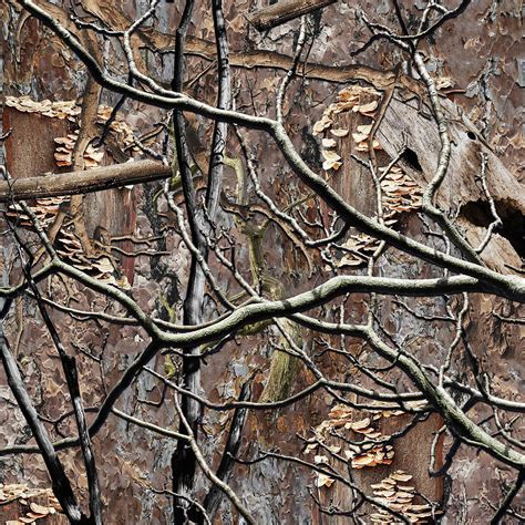 Camouflaged Hunter | ubicaciondepersonas.cdmx.gob.mx