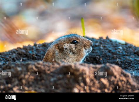 prairie dog, burrow, cynomys ludovicianus, prairie dogs, burrows Stock ...