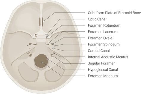 [Figure, Skull Foramen. Skull foramen illustration...] - StatPearls ...