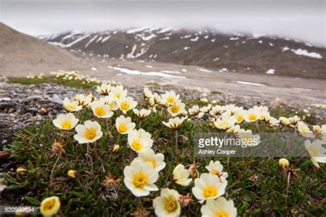 51 Arctic Poppy Stock Photos, High-Res Pictures, and Images - Getty Images