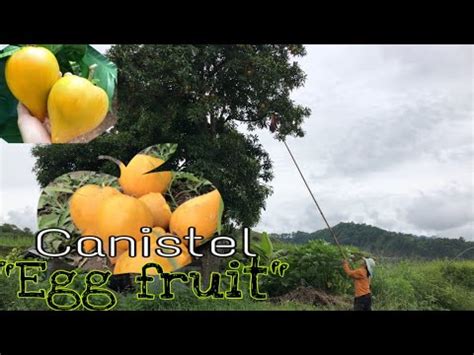 SIMPLE COOKING-CANISTEL RECIPE "EGG FRUIT" in my province by JANICE ...