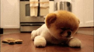 Dog GIFs - Find & Share on GIPHY