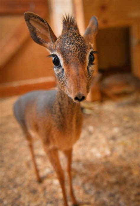 Tiny Dik-dik Plays Big Sister at Chester Zoo - ZooBorns