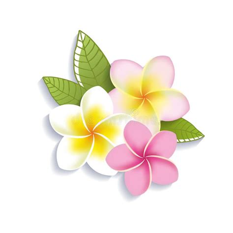 Vector Plumeria Flowers On A White Background - Download From Over 61 ...