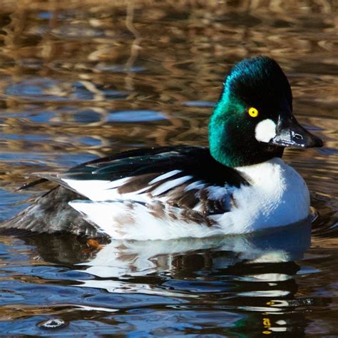 Common Goldeneye – World of Animal | Duck species, Birds, Waterfowl