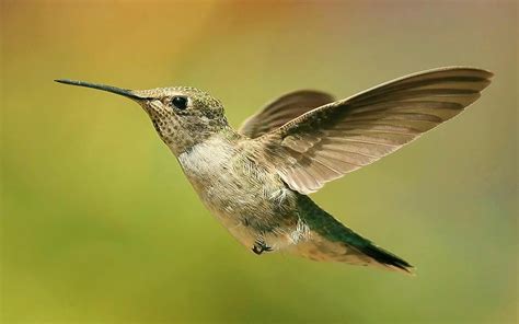 Hummingbird Wallpaper HD Download