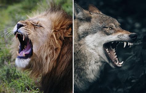 Can a grey wolf beat a lion? – killerinsideme.com