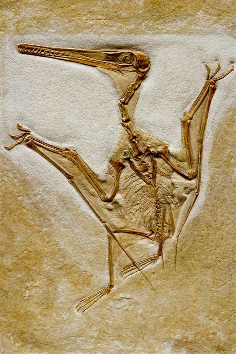 Fascinating Fossilized Bird Skeleton - Discover the Wonders of Paleontology