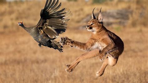 Caracal - jumping cat, bird hunter!Caracal against jackals.Interesting ...