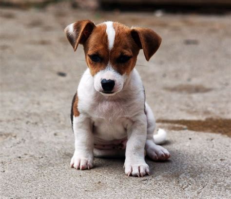 Jack russell puppies, Jack russell terrier puppies, Jack russell