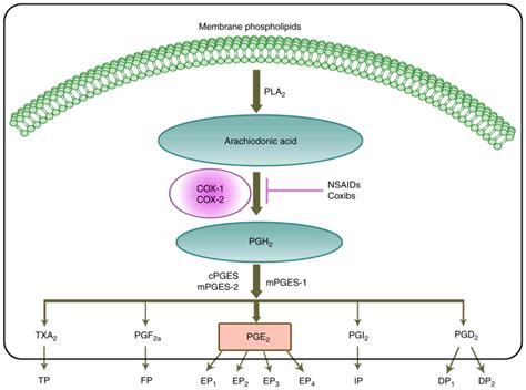 Prostaglandin EP2 receptor: Novel therapeutic target for human cancers ...