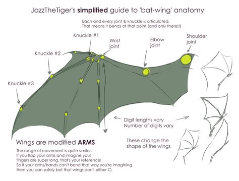 Jazz's simplified guide to 'bat-wing' anatomy by JazzTheTiger on DeviantArt