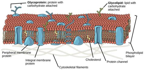 Chapter 8. Membrane Transport – Introduction to Molecular and Cell Biology