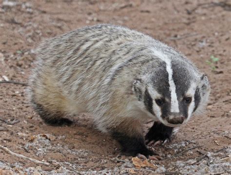 American Badger (Mammals of Colorado) · iNaturalist