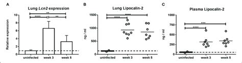 | Expression of lipocalin-2 as a function of time after aerosol ...