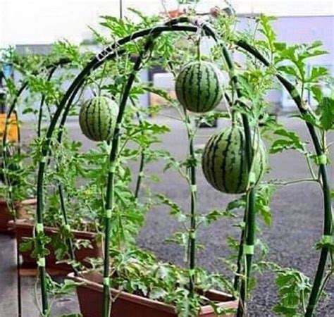 How to grow watermelons in containers | My desired home | Diy garden ...