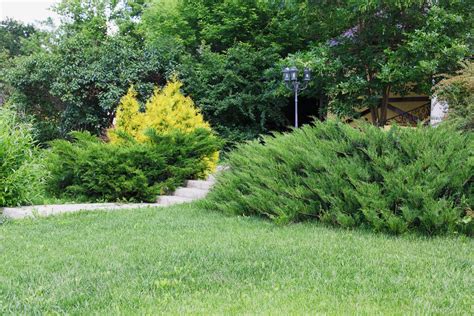 Types Of Evergreen Bushes: Common Evergreen Shrubs For Landscaping ...