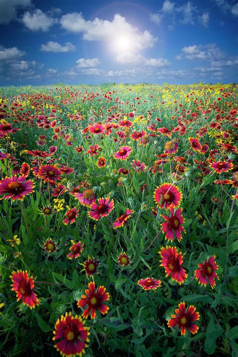 Texas Wildflowers by Dean Fikar