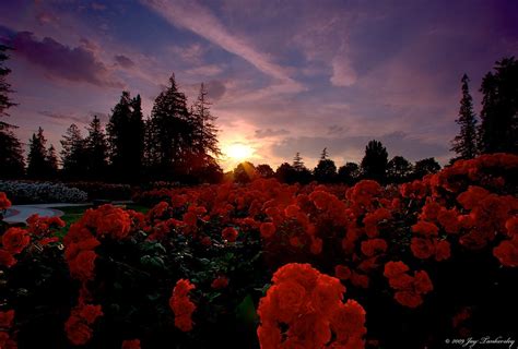 Roses at Sunset | Rose Garden at Sunset. © 2009 Jay Tankersl… | Flickr