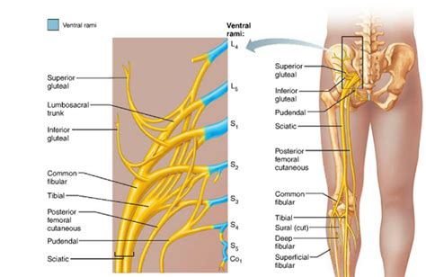 Sacral Plexus Diagram | Quizlet