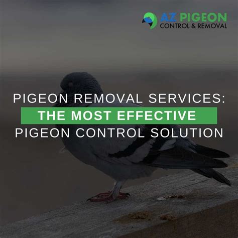 Pigeon Removal Services: Effective Pigeon Control Solution