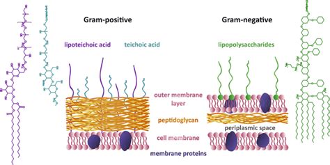 Differences between Gram-positive and Gram-negative bacterial cell ...