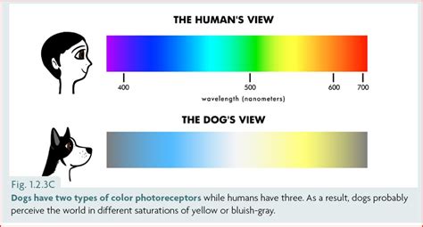 The Dog’s Color Vision and What It Means for Our Training – Ethology ...